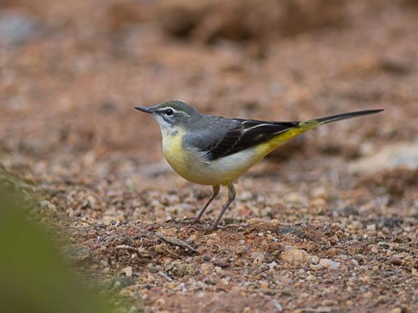 <h3><a href="/trips/srilanka/biota/animalia/chordata/aves/040 passeriformes/119 motacillidae/motacilla cinerea/motacilla cinerea-nl.html">Motacilla&nbsp;cinerea</a> / Grey&nbsp;wagtail / Grote&nbsp;gele&nbsp;kwikstaart</h3>NIKON D500 met AF-S Nikkor 300mm f/2.8G IF-ED VR II, 1/800 sec  bij F3.2, ISO 160, afstand 10.0&nbsp;m